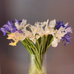 Ирисы белые